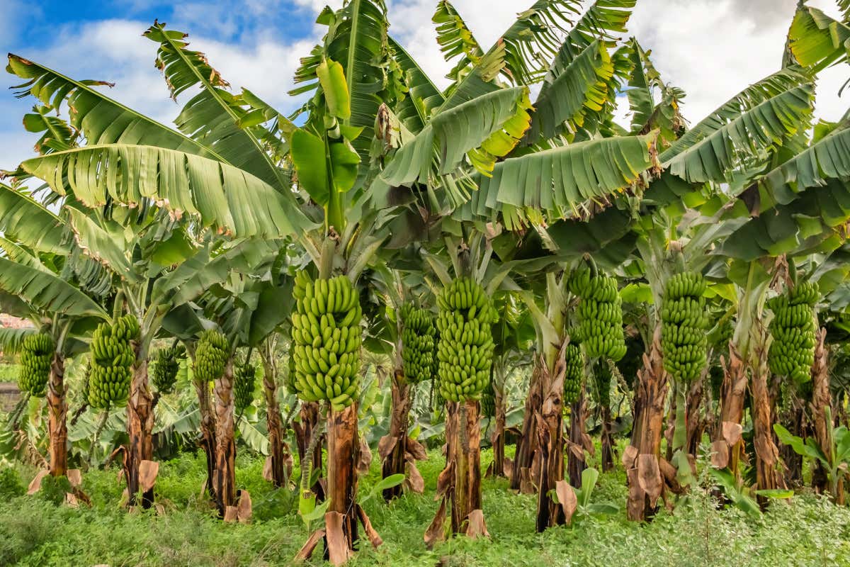 Banana, il frutto più comprato dagli italiani nasconde una filiera fragile Banana, il frutto più comprato dagli italiani nasconde una filiera fragile