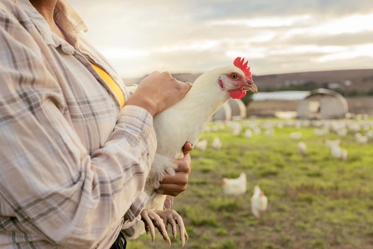 Cage free: l’emendamento trasversale in legge di bilancio che punta tutto sugli allevamenti etici