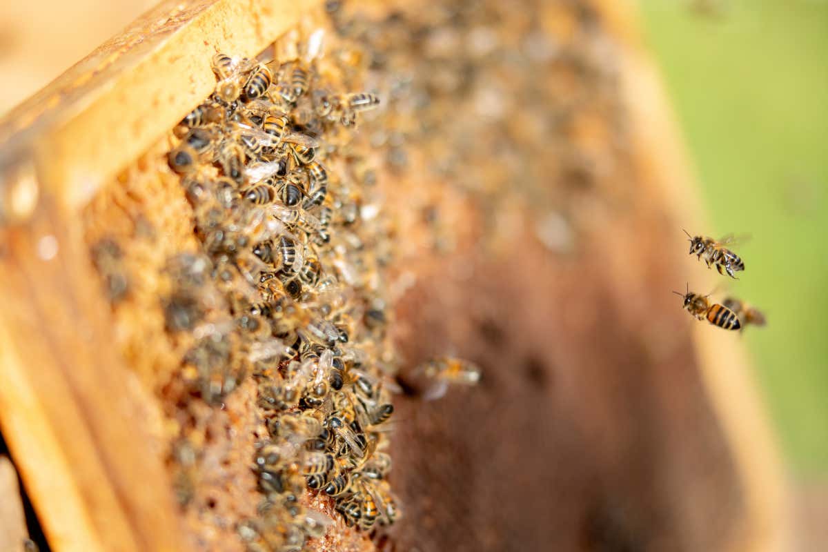 Oltre un terzo del miele arrivato in Italia nel 2025 è di origine extra Ue