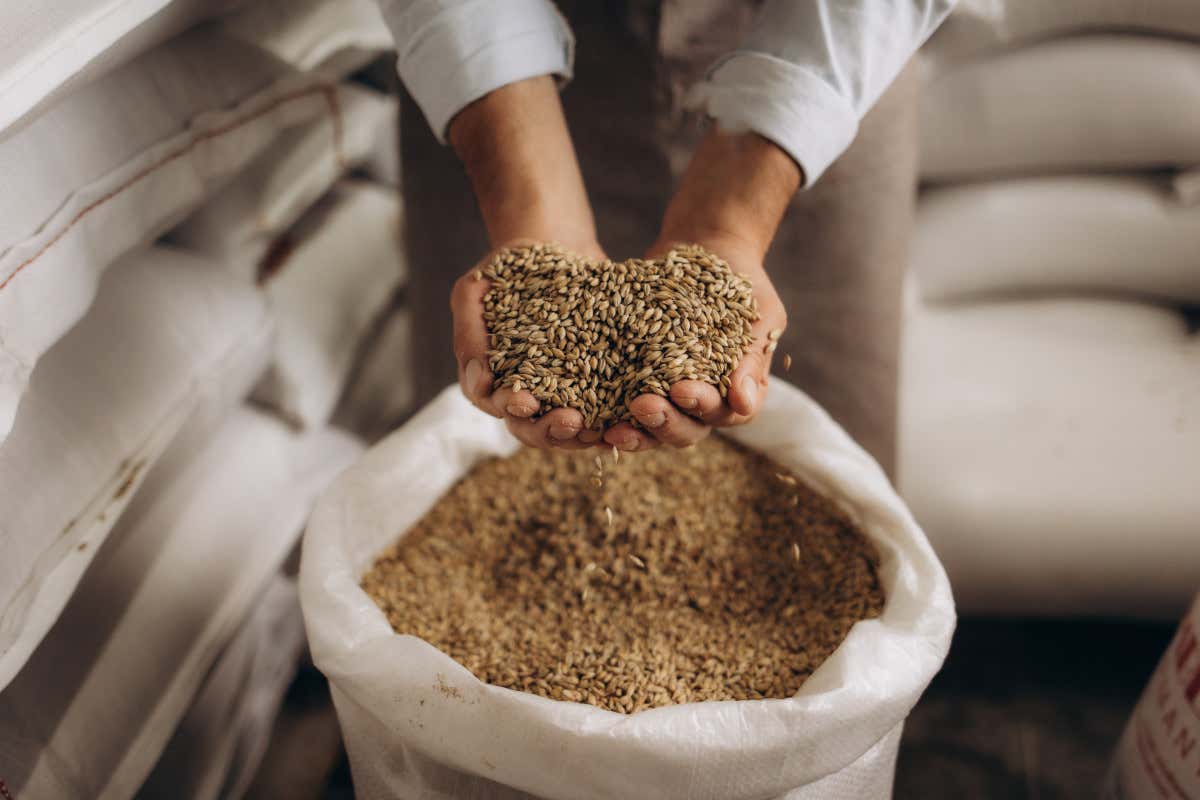 Se l’orzo c’è, il vero anello mancante resta la malteria