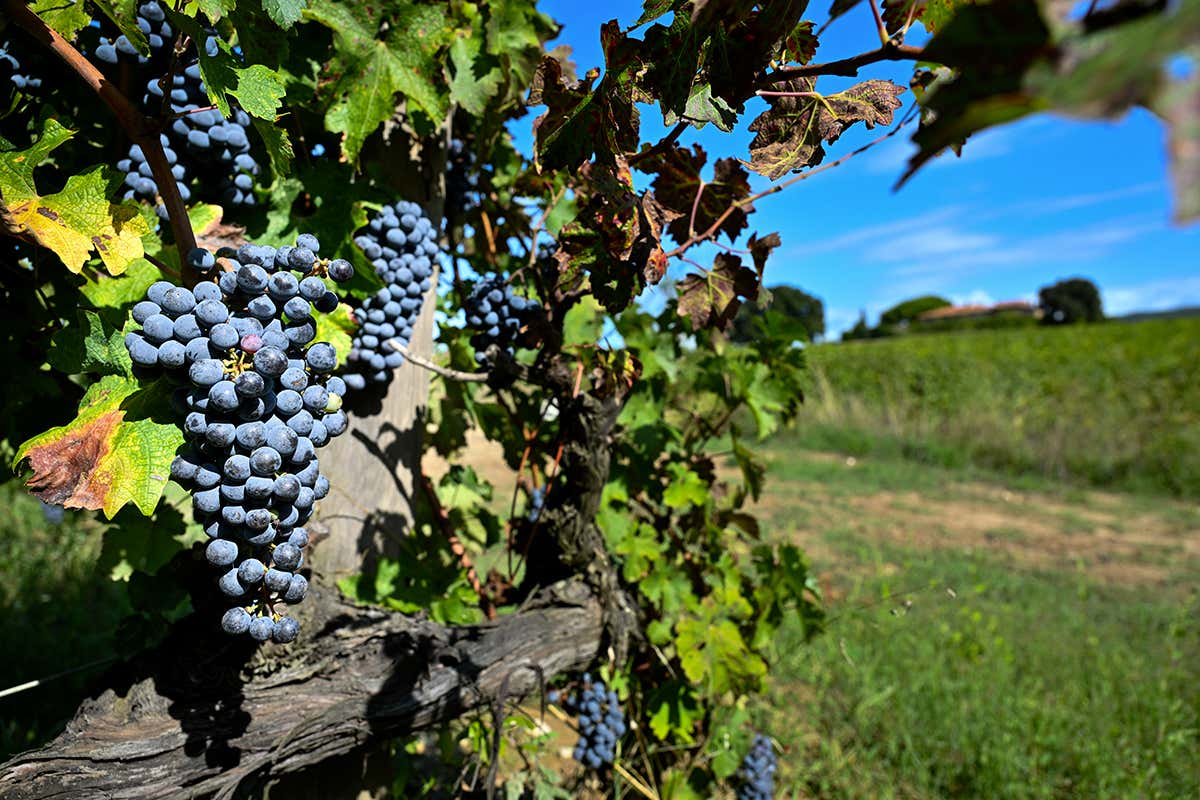 £$L’Italia del vino$£: tre Bolgheri simbolo di eleganza e carattere