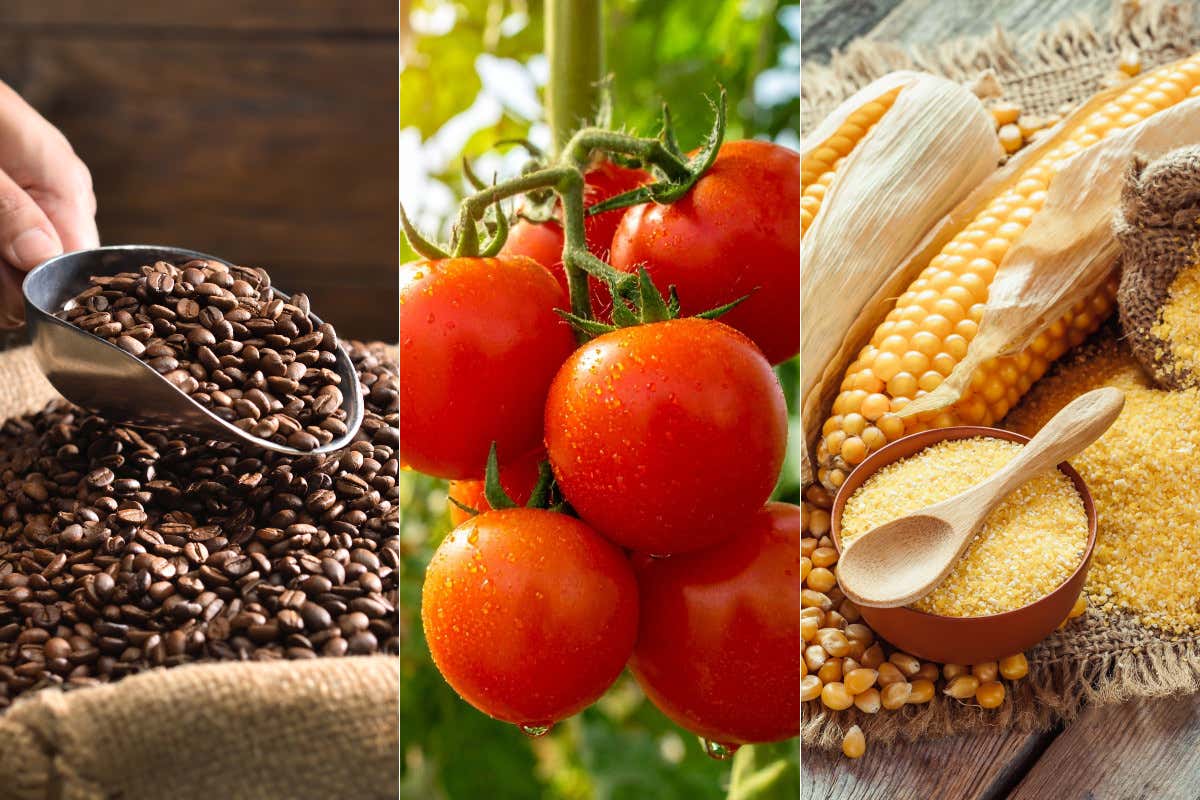Mercati agricoli: caffè, pomodoro e mais tra quotazioni e dinamiche internazionali
