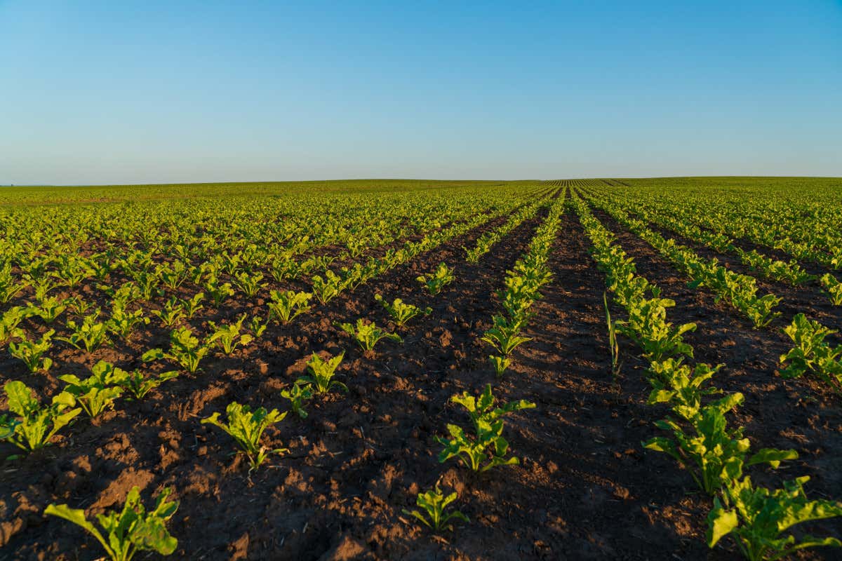Zucchero italiano in crisi: un solo stabilimento attivo, Cia chiede tavolo di filiera Zucchero italiano in crisi: un solo stabilimento attivo, Cia chiede tavolo di filiera