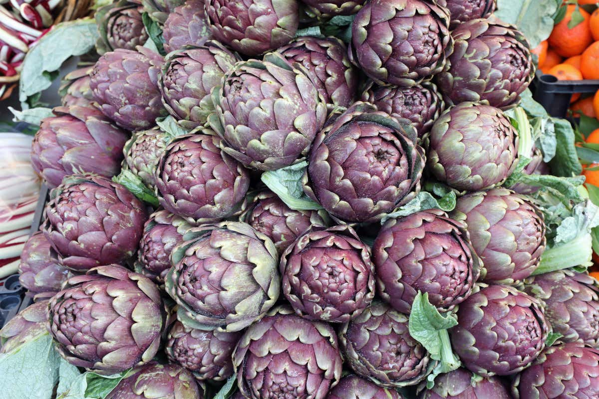 Zucchina romanesca quasi introvabile, carciofi al +20%: l’impatto del gelo sul mercato Zucchina romanesca quasi introvabile, carciofi al +20%: l’impatto del gelo sul mercato