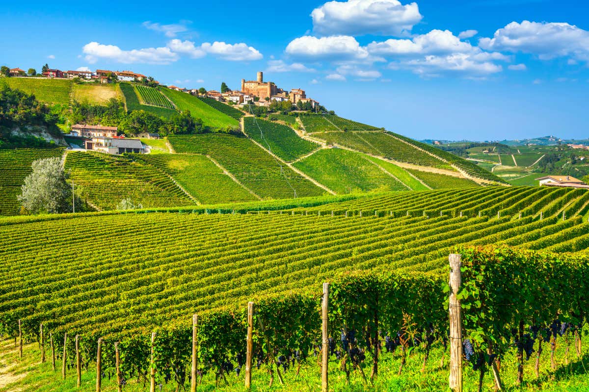 Tabai Barolo ammette di non produrre vino. Ma solo in italiano Tabai Barolo ammette di non produrre vino. Ma solo in italiano