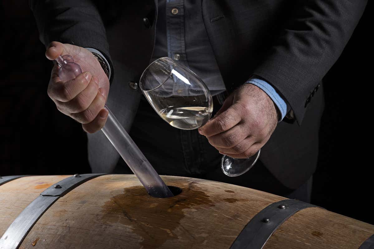 L'enologo Moser: il vino non è più l'unico sbocco della professione L'enologo Moser: il vino non è più l'unico sbocco della professione