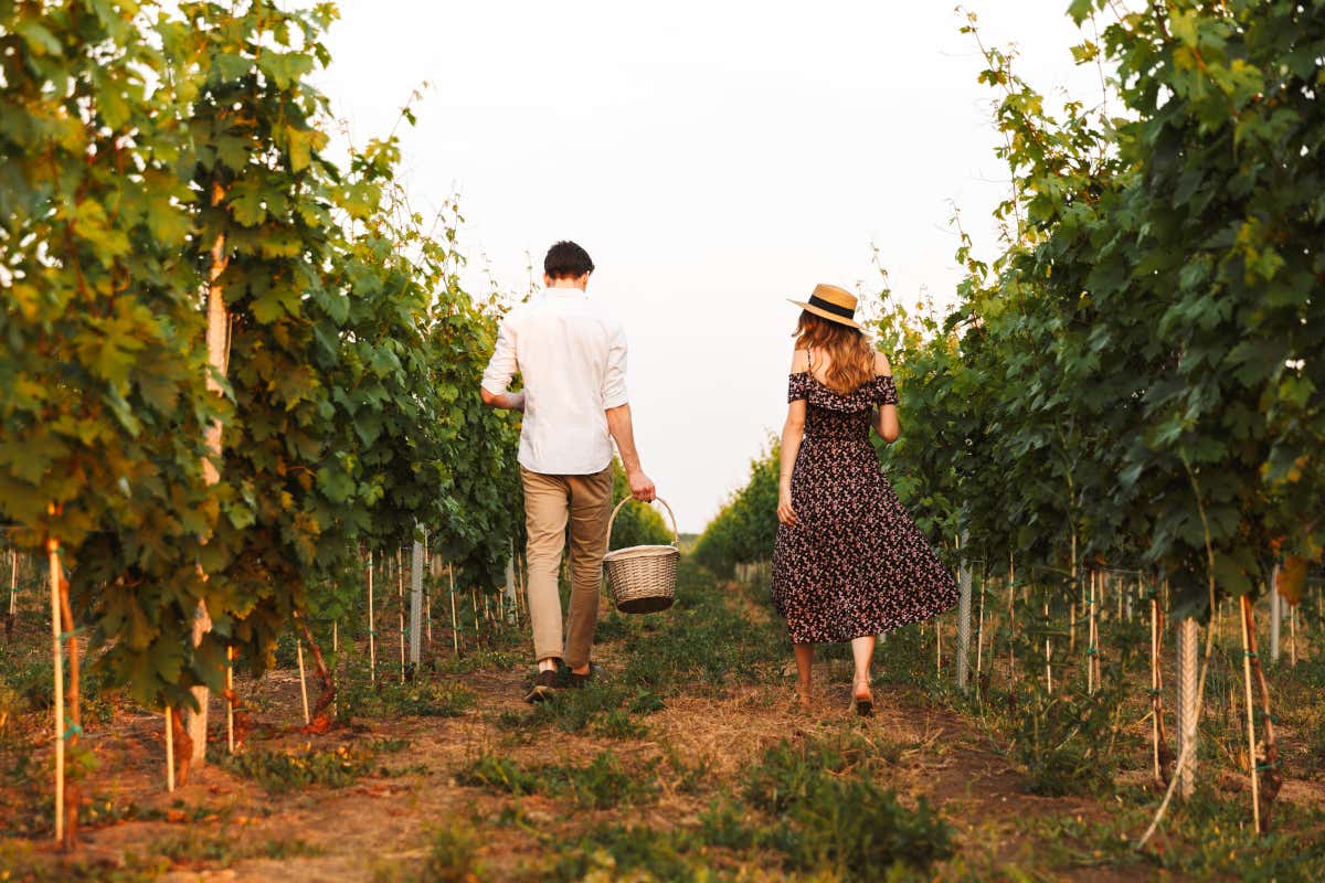 Enoturismo: in Campania un nuovo modello tra cultura, vino e accoglienza Enoturismo: in Campania un nuovo modello tra cultura, vino e accoglienza