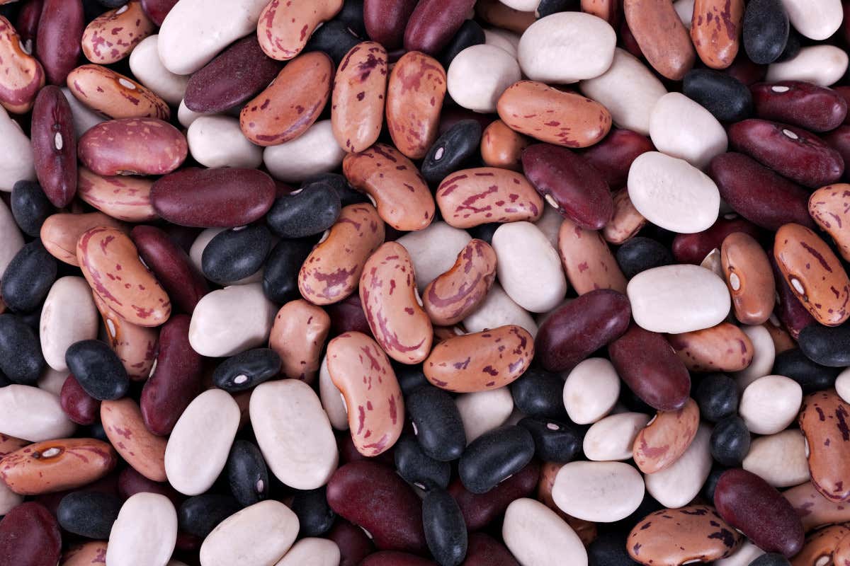 Proteine vegetali e dieta equilibrata: perché scegliere i fagioli Proteine vegetali e dieta equilibrata: perché scegliere i fagioli