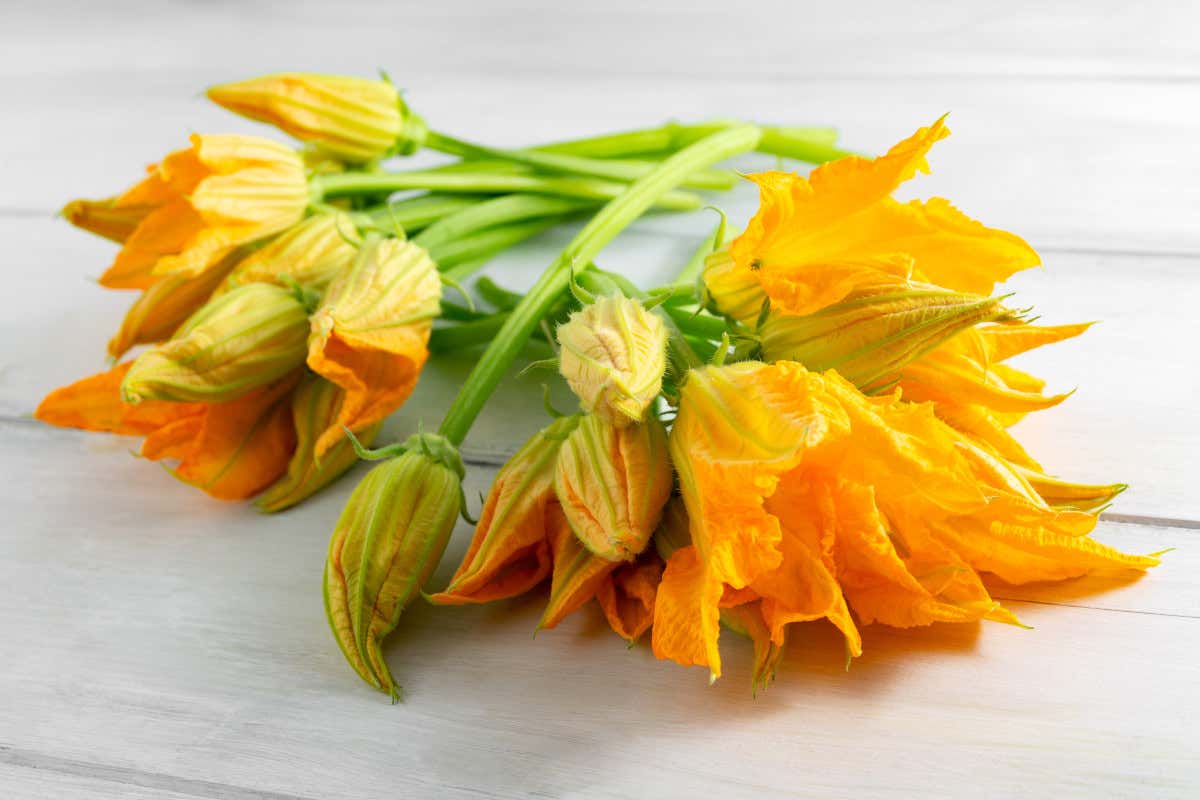 Poche calorie, ricchi di fibre e vitamine: i benefici dei fiori di zucca Poche calorie, ricchi di fibre e vitamine: i benefici dei fiori di zucca