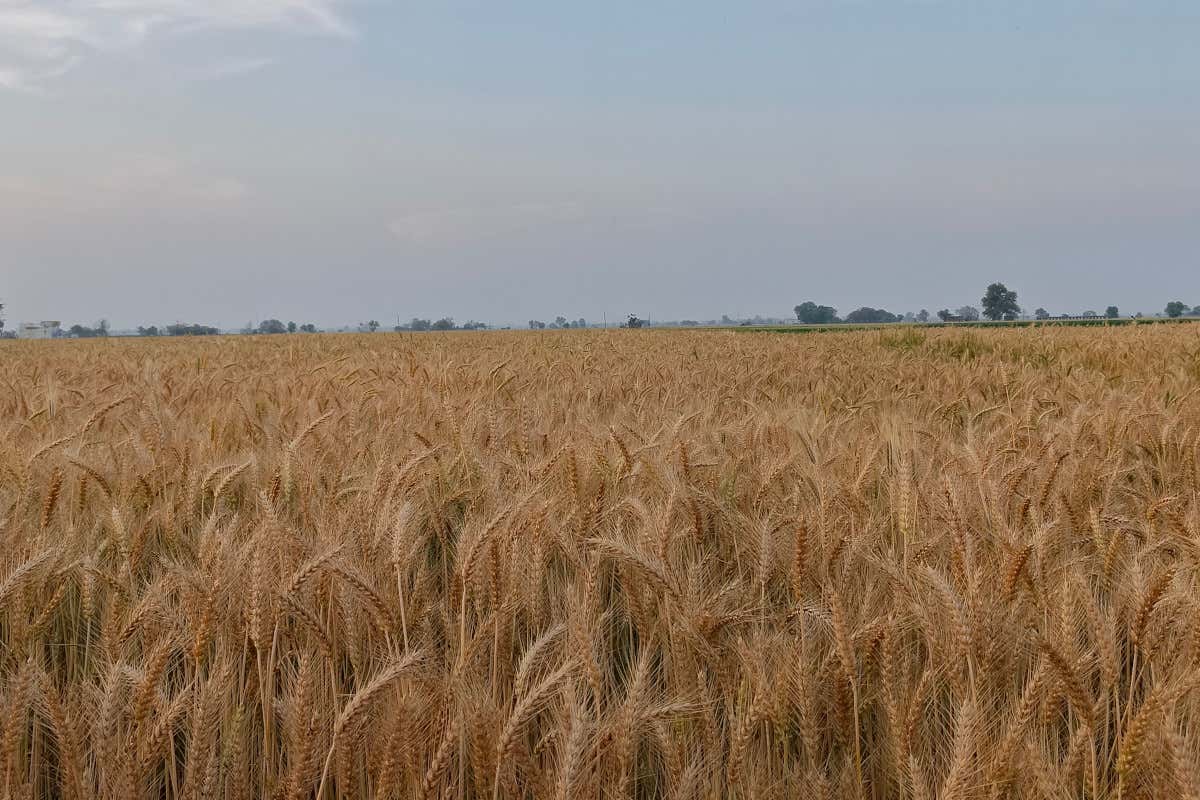 Grano duro, produzione in calo nel 2026, ma sopra la media degli ultimi cinque anni