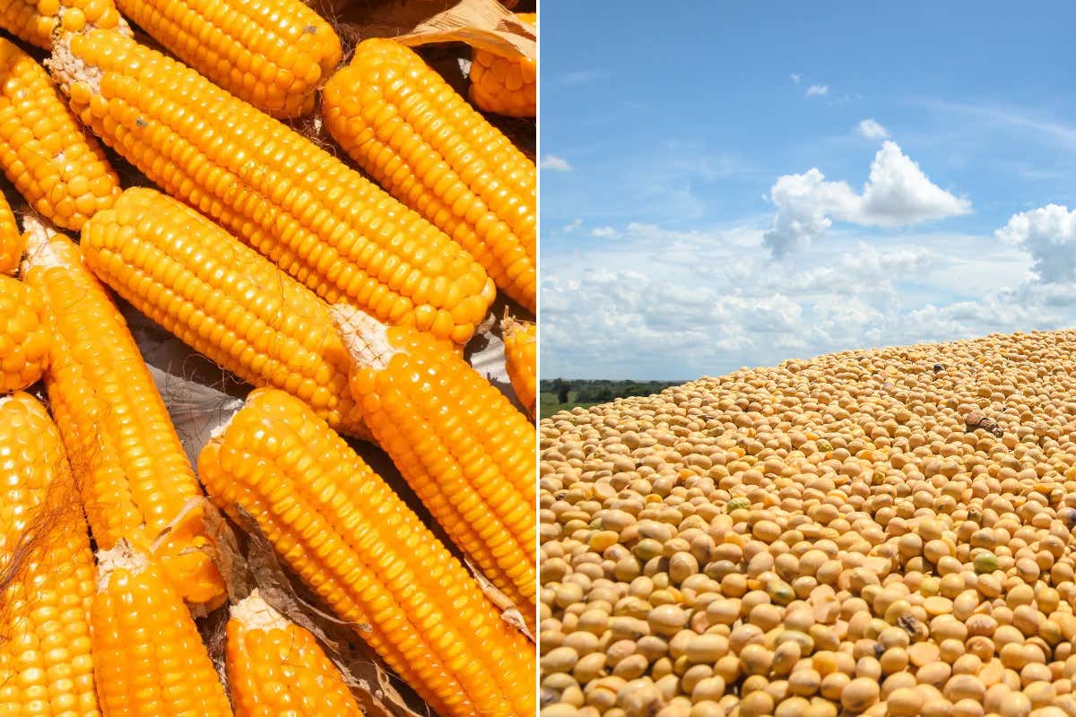 Mais e soia in rialzo: come il conflitto in Medio Oriente pesa sulle filiere europee