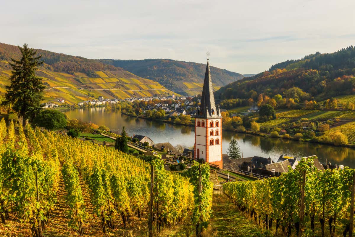 Germania, costi di produzione del vino insostenibili: le superfici vitate a rischio Germania, costi di produzione del vino insostenibili: le superfici vitate a rischio