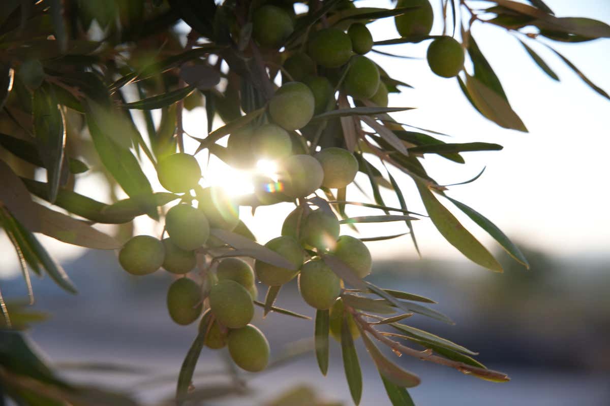 Olive da tavola, nasce Efoi: Italia, Grecia e Spagna fanno squadra a Bruxelles Olive da tavola, nasce Efoi: Italia, Grecia e Spagna fanno squadra a Bruxelles