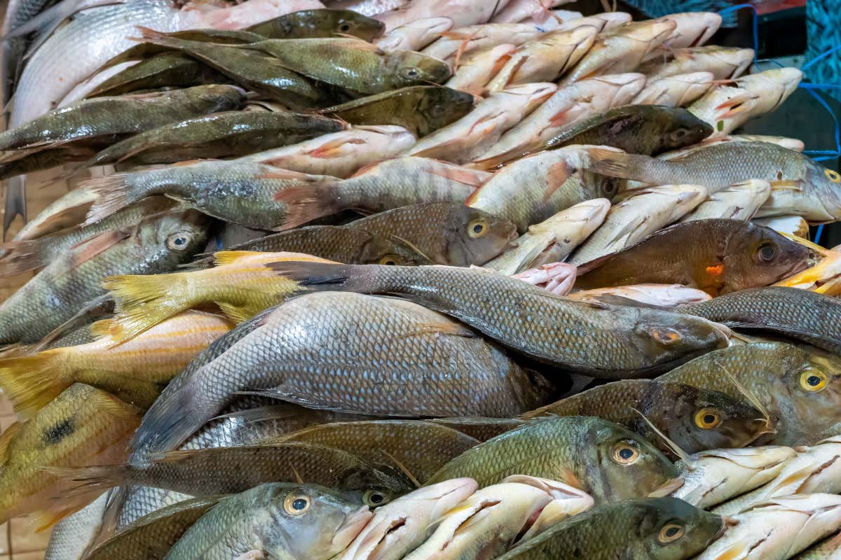 Mercati all’ingrosso: fra pesce caro e verdure stabili, il punto dopo il ciclone Harry