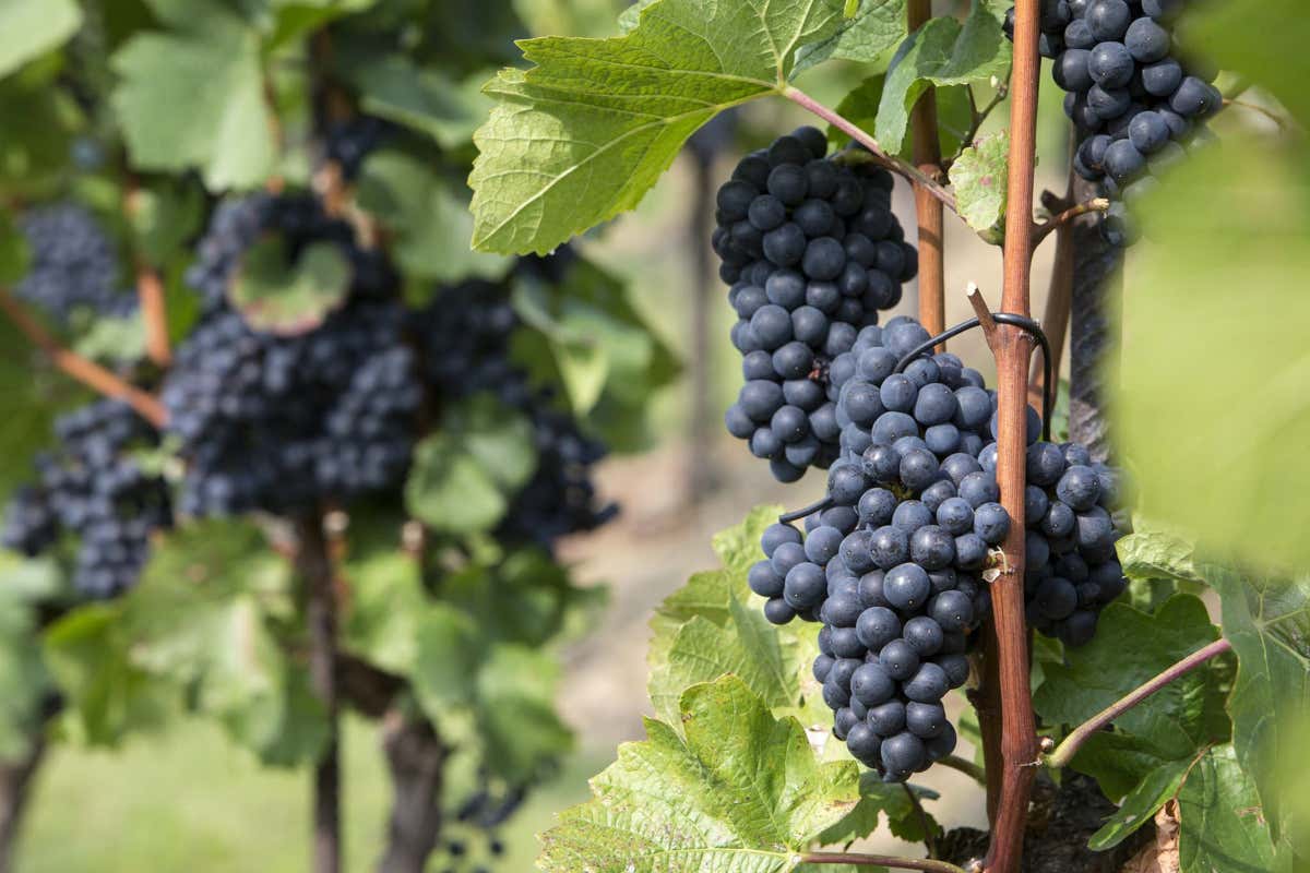 A Golferenzo “Terra di Pinot Nero”: appuntamento con il nuovo disciplinare Docg Classese A Golferenzo “Terra di Pinot Nero”: appuntamento con il nuovo disciplinare Docg Classese