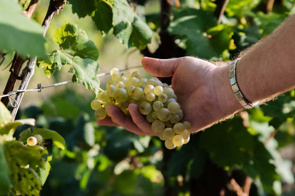 Vino veneto primo export d’Italia, con il Prosecco che resiste e rilancia: +5% in volume