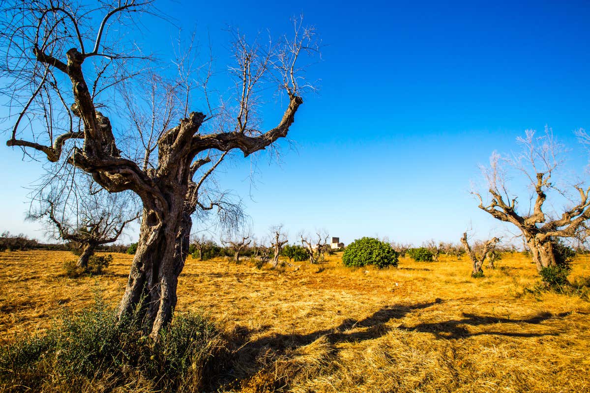 Naso elettronico e intelligenza artificiale per salvare gli olivi dalla Xylella