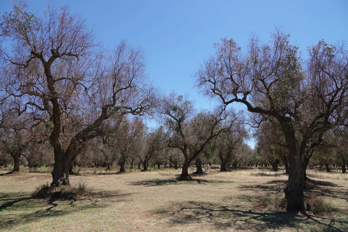Xylella, il Crea punta sull'intelligenza artificiale: un naso elettronico per anticipare la diagnosi