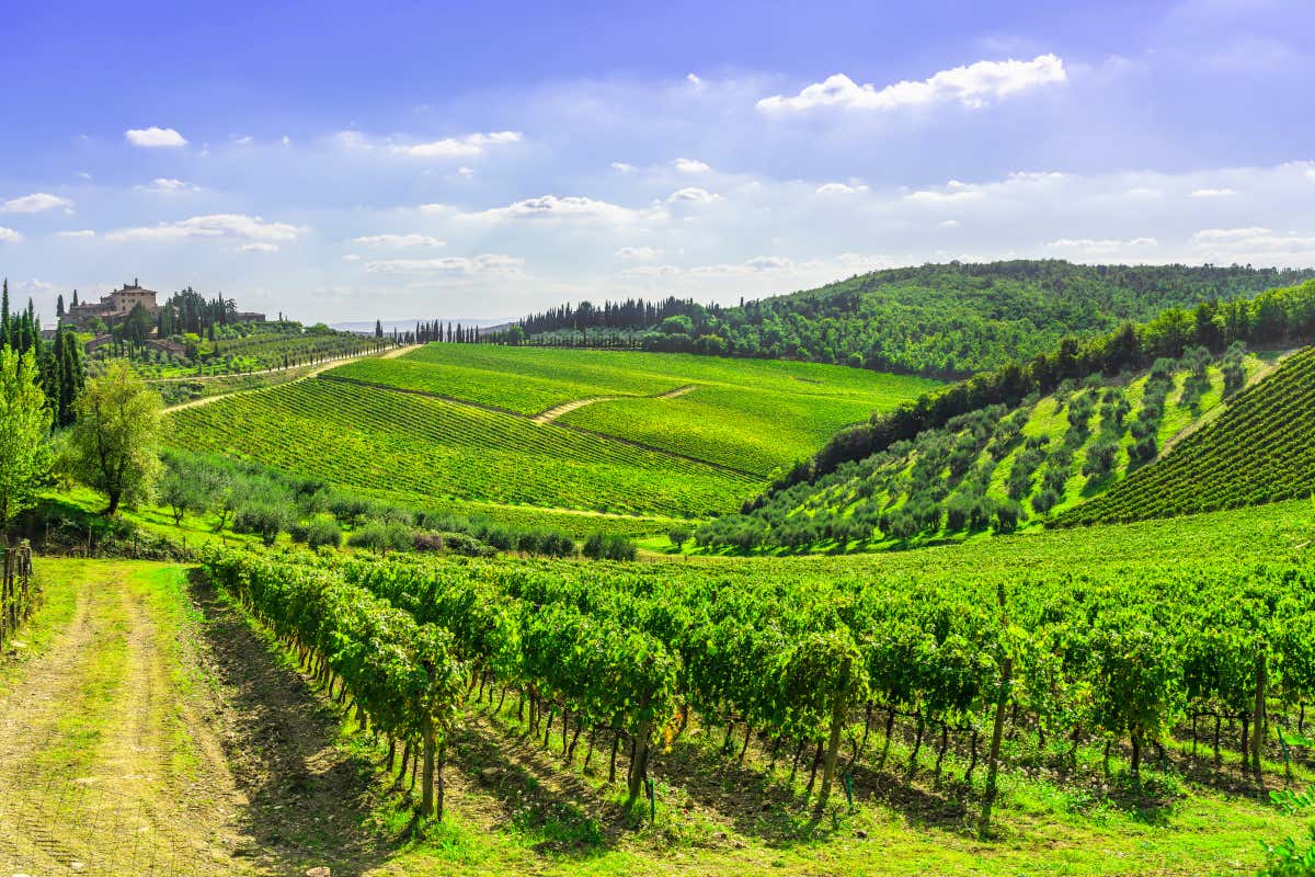Le splendide vigne di Radda in Chianti (Si)