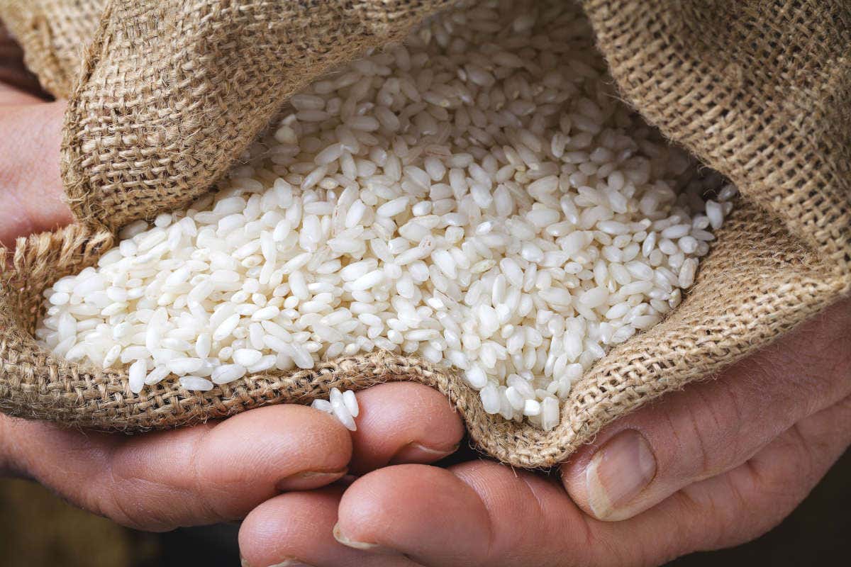 Il 2025 sarà l'anno del riso italiano: tante le iniziative dell’Ente Nazionale Risi Il 2025 sarà l'anno del riso italiano: tante le iniziative dell’Ente Nazionale Risi