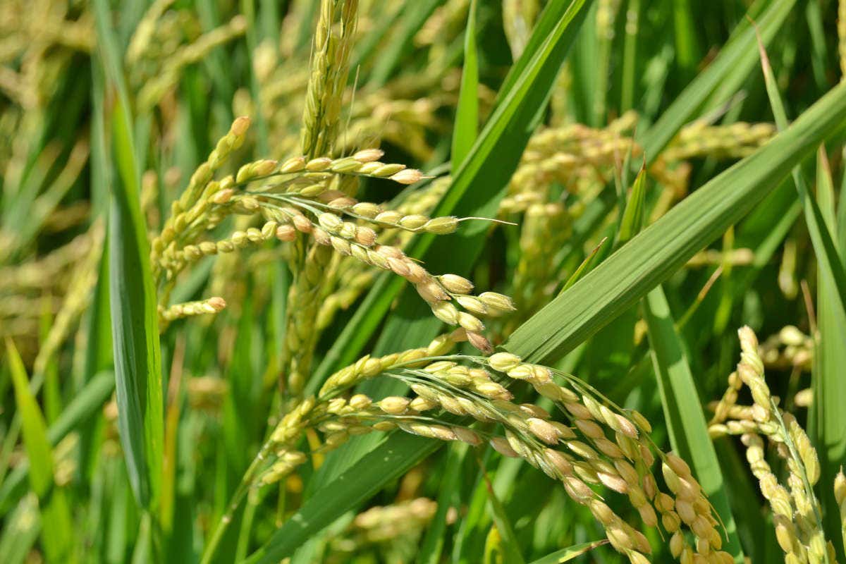 Il 2025 sarà l'anno del riso italiano: tante le iniziative dell’Ente Nazionale Risi Il 2025 sarà l'anno del riso italiano: tante le iniziative dell’Ente Nazionale Risi