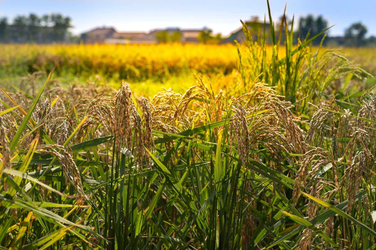 Il riso non rende più: gli agricoltori pensano a mais e soia