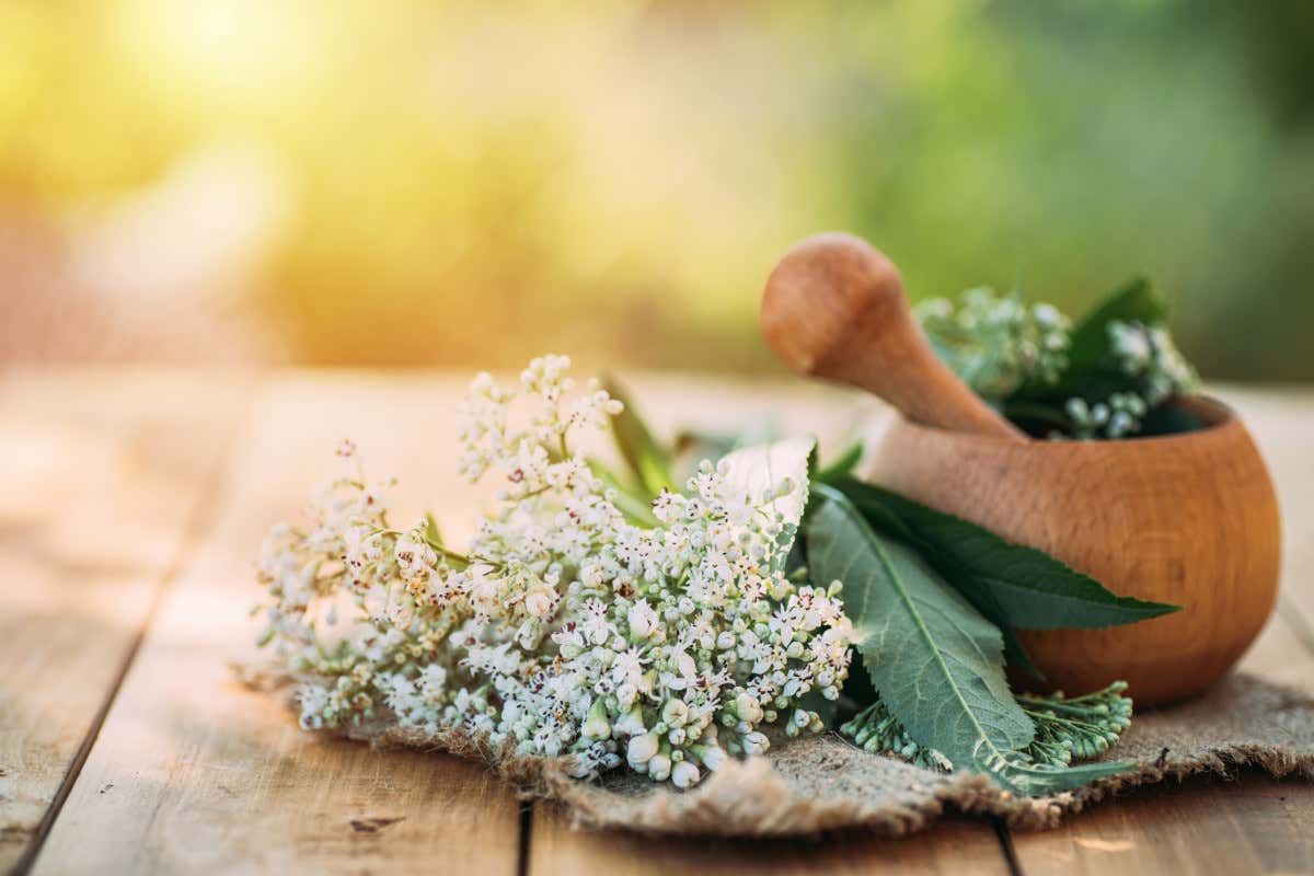Valeriana, non solo relax: i benefici meno conosciuti per la digestione Valeriana, non solo relax: i benefici meno conosciuti per la digestione