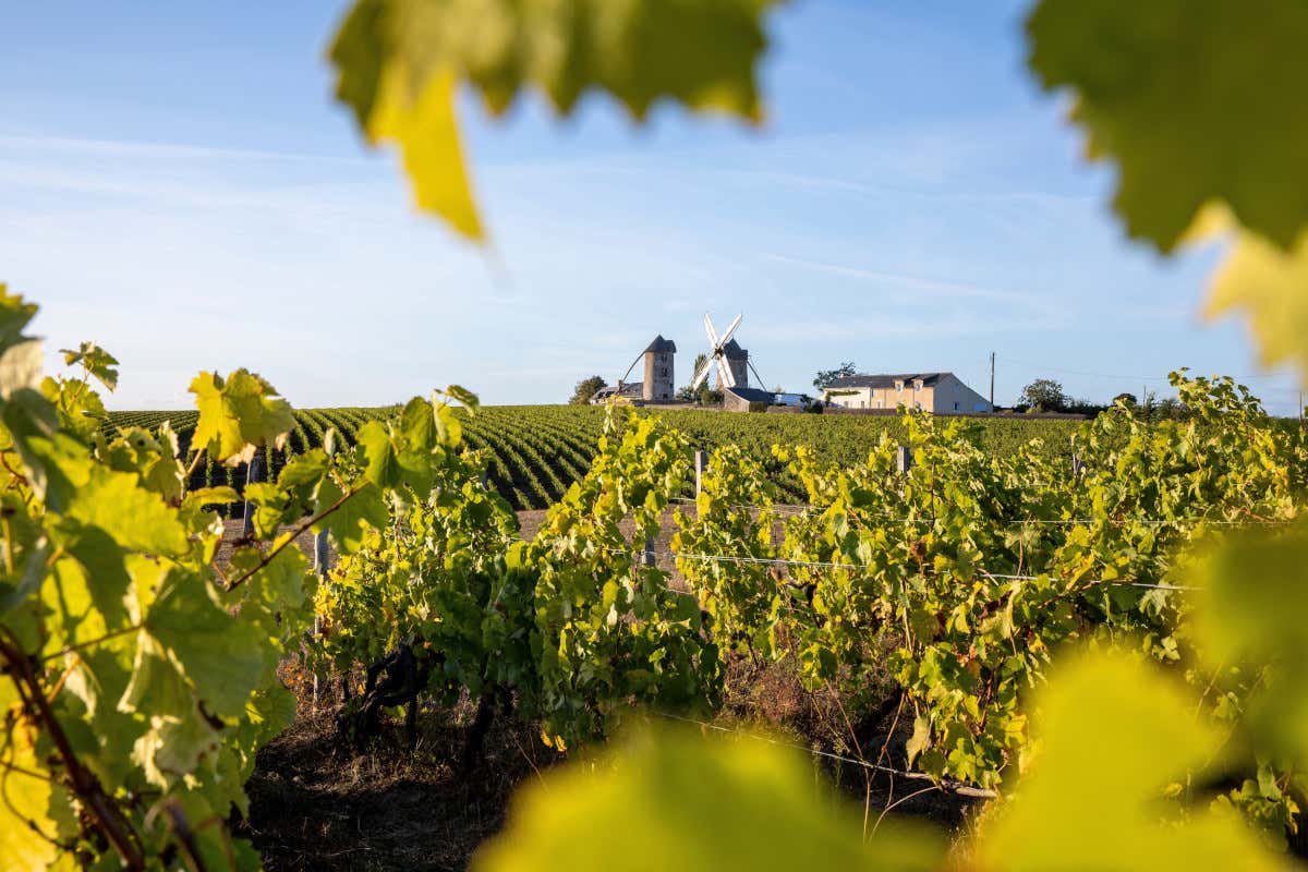 In Francia sono stati utilizzati dei fondi per gli espianti