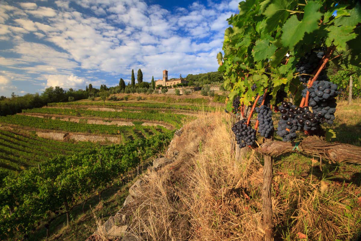Toscana laboratorio del vino: con le tecniche genomiche nasce il Sangiovese “evoluto” Toscana laboratorio del vino: con le tecniche genomiche nasce il Sangiovese “evoluto”
