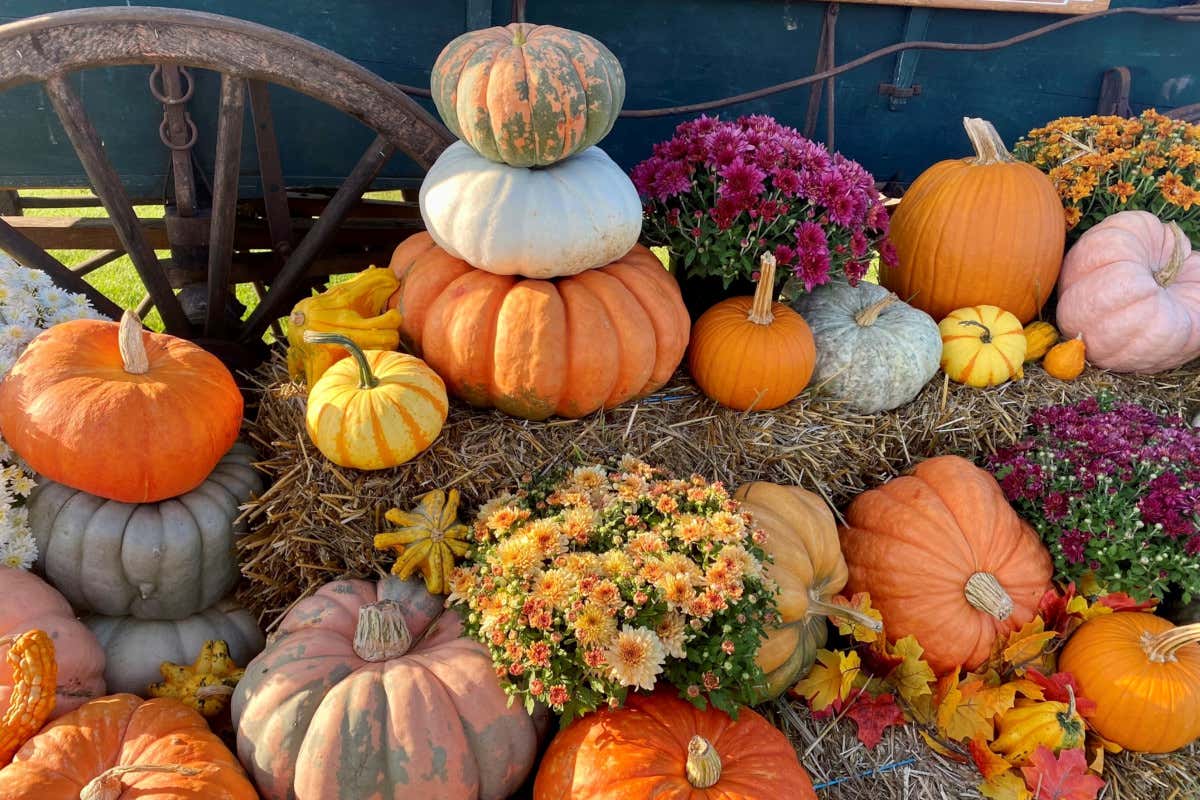 Zucche di Halloween, listini in calo del 14,5% rispetto all’anno scorso