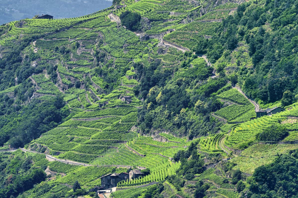 Montagna lombarda: 60 milioni per sostenere agricoltura e foreste