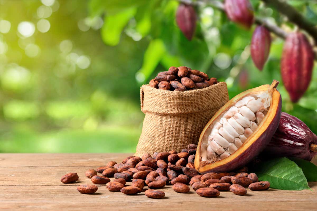Mercati agricoli: cacao gi&ugrave;, mais in crescita