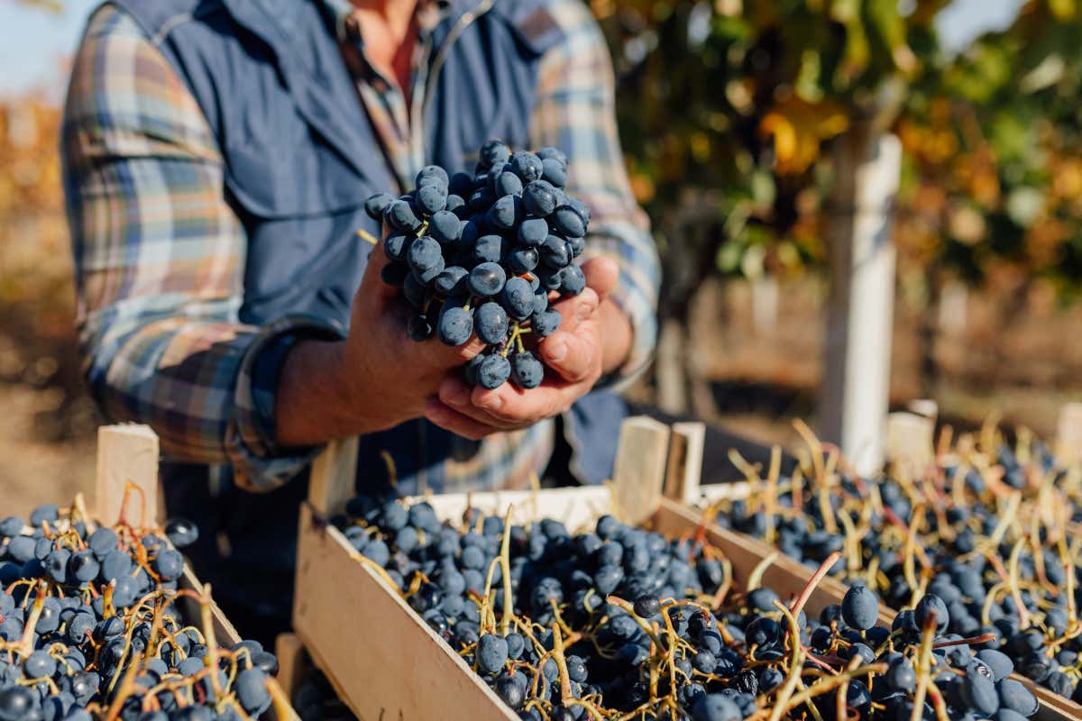 RIVISTA - Italia del vino tra euforia e allarme: cosa ci insegna la vendemmia 2025