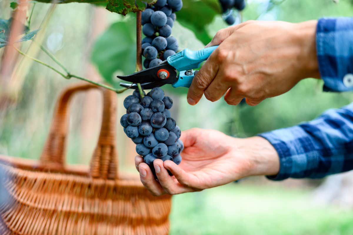 Italia del vino tra euforia e allarme: cosa ci insegna la vendemmia 2025 Italia del vino tra euforia e allarme: cosa ci insegna la vendemmia 2025