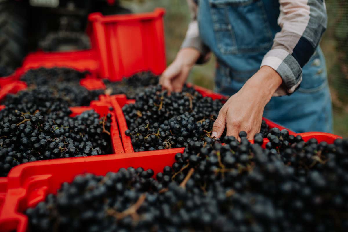 Italia del vino tra euforia e allarme: cosa ci insegna la vendemmia 2025 Italia del vino tra euforia e allarme: cosa ci insegna la vendemmia 2025