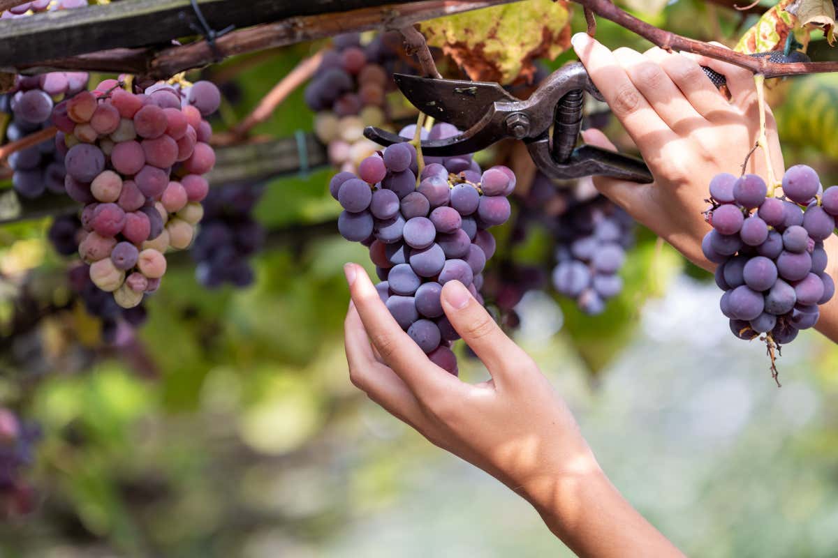 £$L’Italia del vino:$£ Barolo, Nebbiolo e bollicine d’eccellenza dalle Langhe
