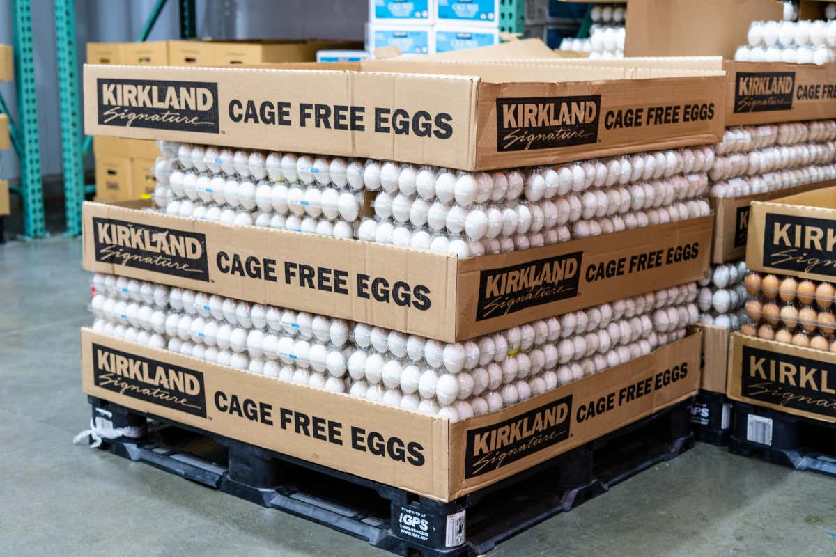 Cage free: l’emendamento trasversale in legge di bilancio che punta tutto sugli allevamenti etici Cage free: l’emendamento trasversale in legge di bilancio che punta tutto sugli allevamenti etici