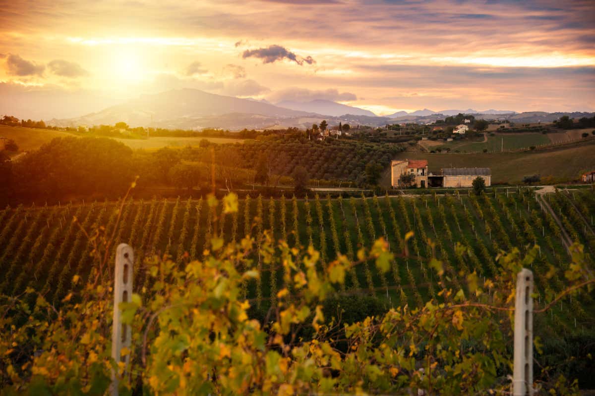 Crisi del vino: serve un passo indietro per andare avanti? Crisi del vino: serve un passo indietro per andare avanti?