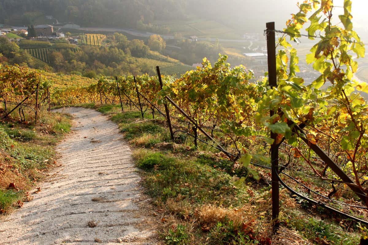 La maggior parte dei vigneti aziendali situati tra Faedo e Grumes rimarrà a Sandri