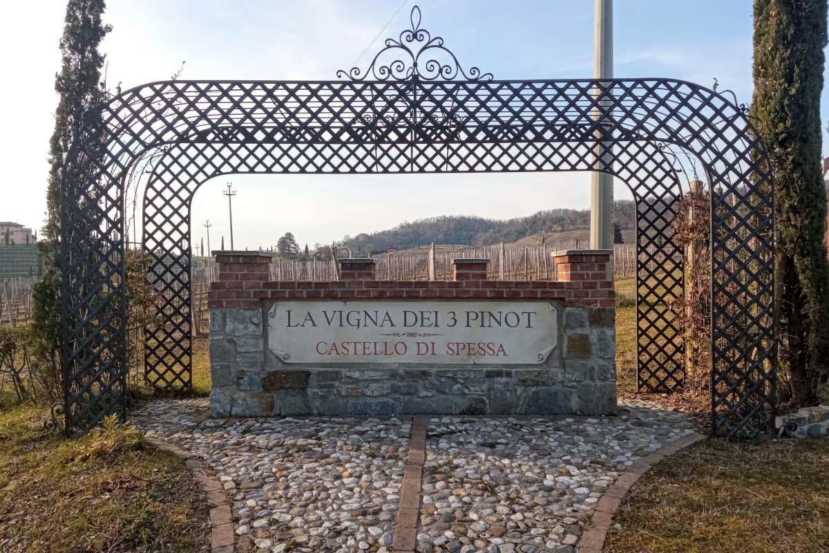 La Vigna dei 3 Pinot al Castello di Spessa: tre varietà, un solo terroir La Vigna dei 3 Pinot al Castello di Spessa: tre varietà, un solo terroir
