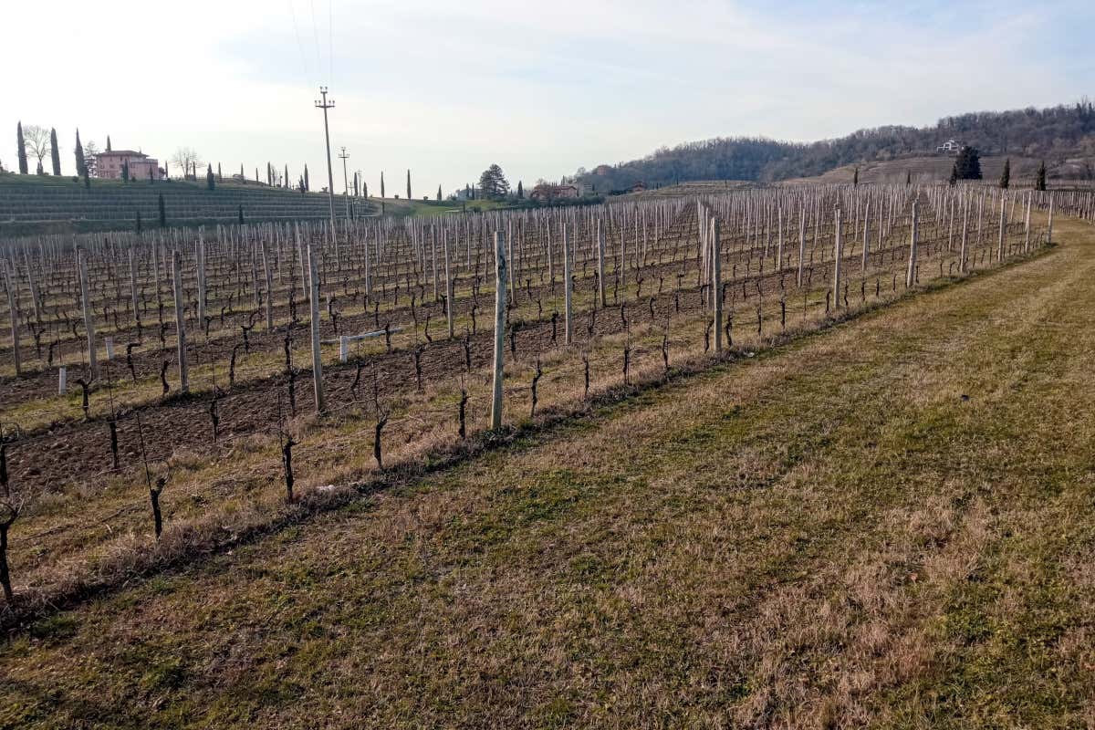 La Vigna dei 3 Pinot al Castello di Spessa: tre varietà, un solo terroir La Vigna dei 3 Pinot al Castello di Spessa: tre varietà, un solo terroir
