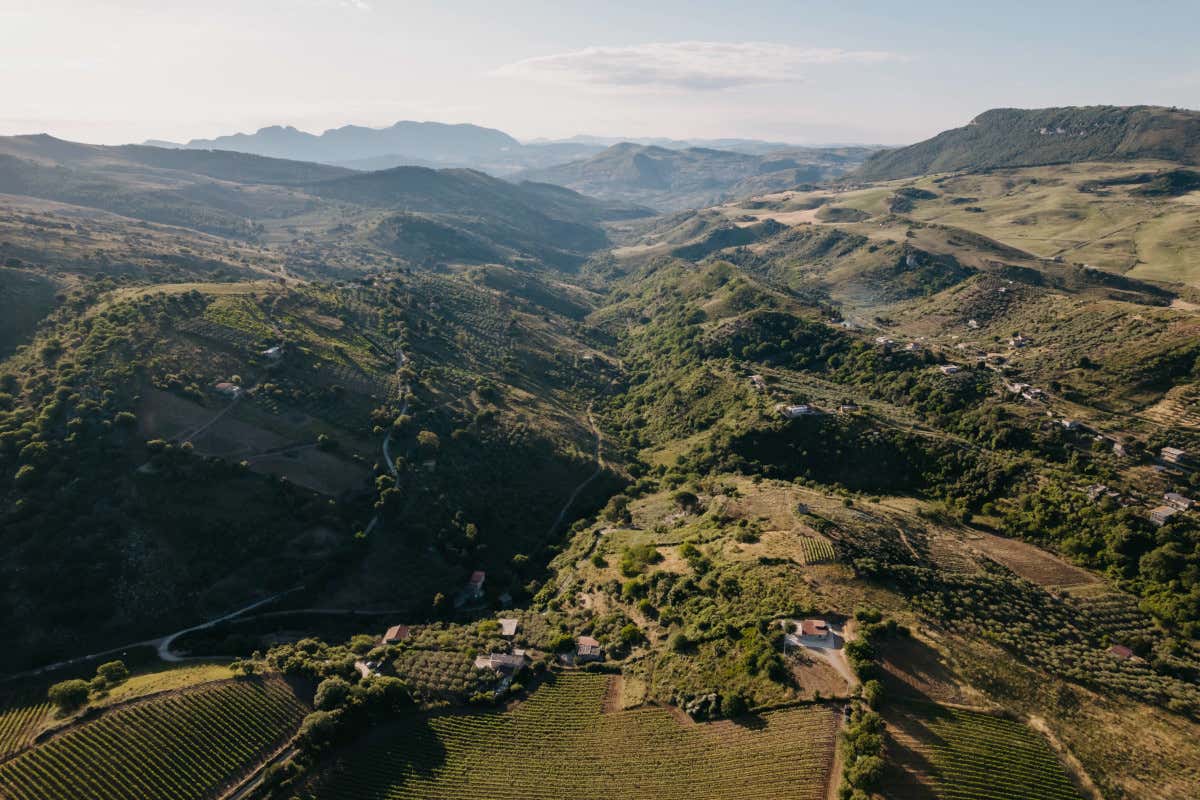 Baglio di Pianetto si concentra sulle aree montane di Santa Cristina Gela e Piana degli Albanesi Halaesa acquisisce Tenuta Baroni Baglio di Pianetto punta sui vigneti montani