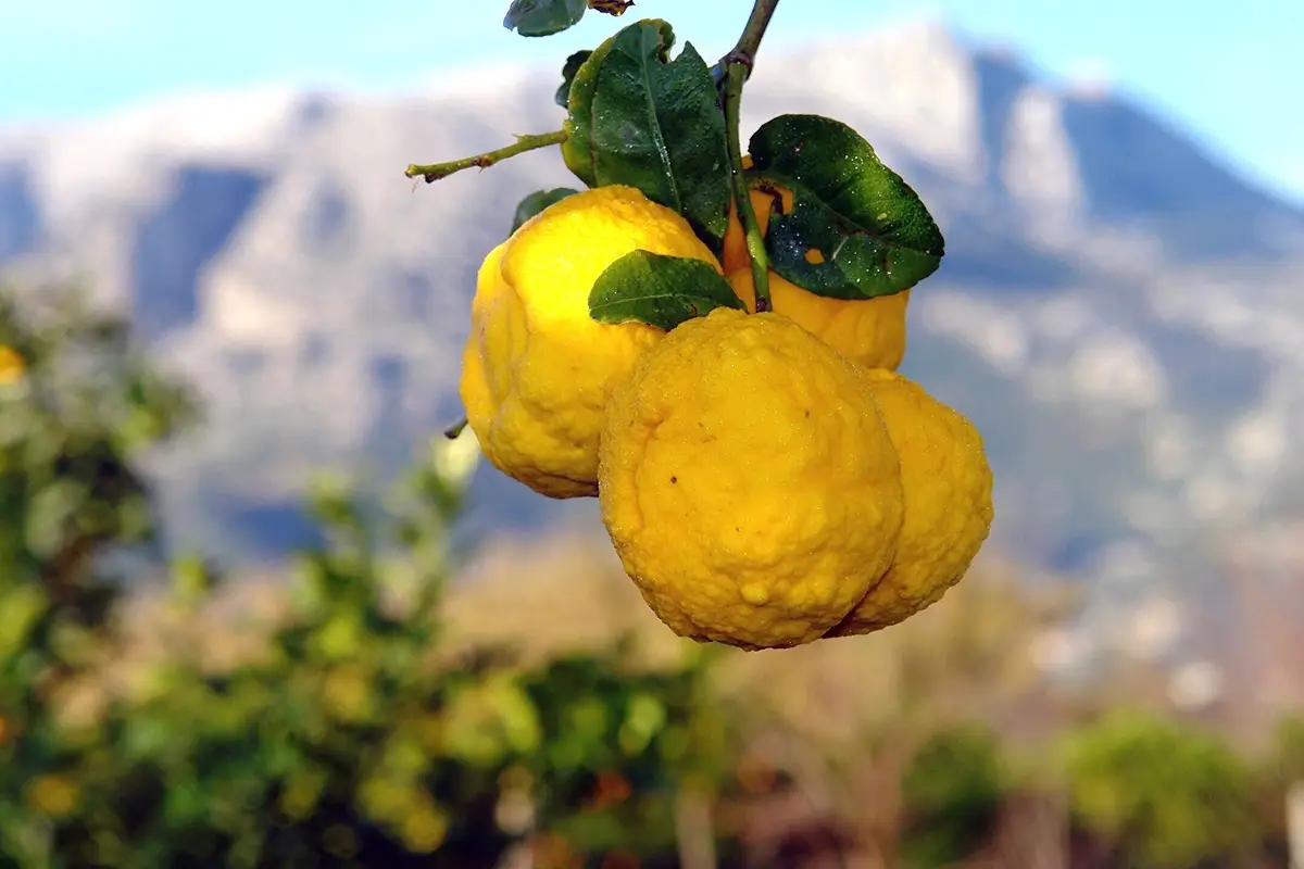 Sa Pomp&igrave;a. Fonte: shmag.it 