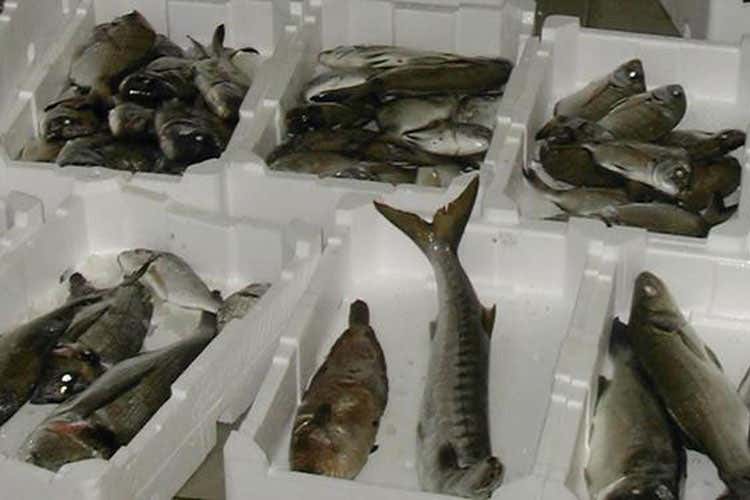 Salerno, sequestrate 21 tonnellate di pesce Valore commerciale di 300mila euro Salerno, sequestrate 21 tonnellate di pesce Valore commerciale di 300mila euro