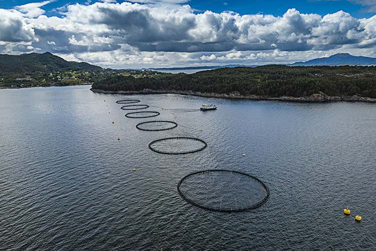 L'industria ittica norvegese ha insistito con successo per ottenere cambiamenti significativi nelle filiere della soia Mangimi nutrienti e sostenibiliper il Salmone Norvegese