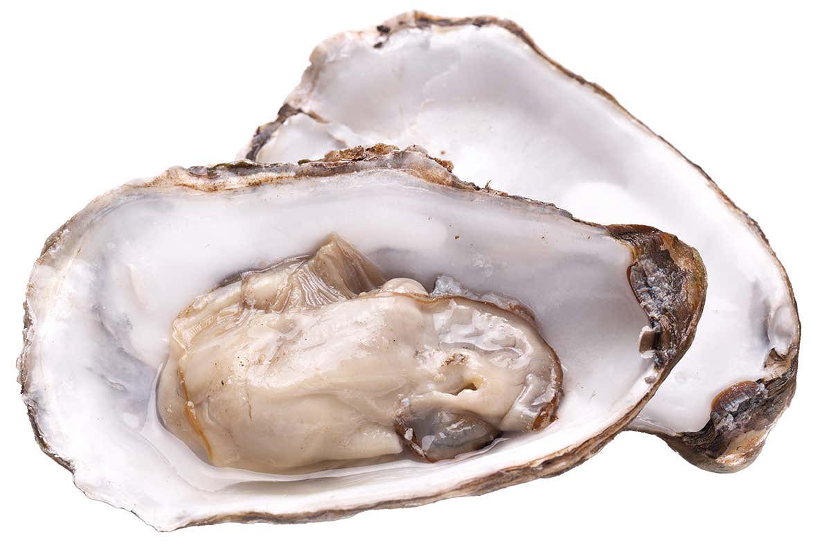 Ostriche Salmone e non solo: in estate &egrave; tempo di gustare tante specialit&agrave; ittiche