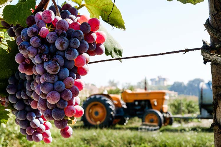 Sangiovese e non solo Toscana, terra di grandi vini