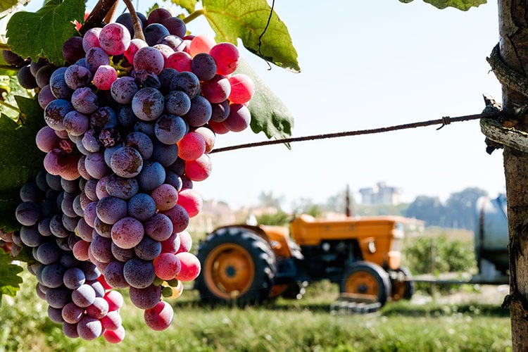 Sangiovese e non solo Toscana, terra di grandi vini