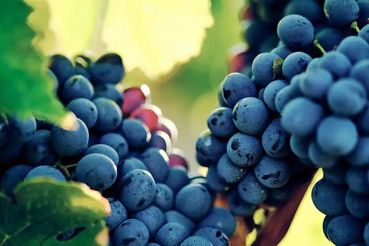 Sangiovese e non solo Toscana, terra di grandi vini