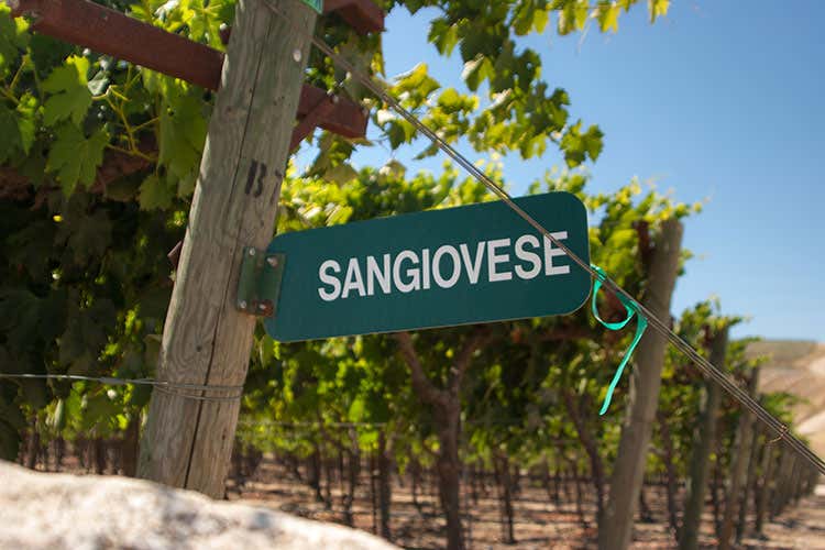 Sangiovese e non solo Toscana, terra di grandi vini